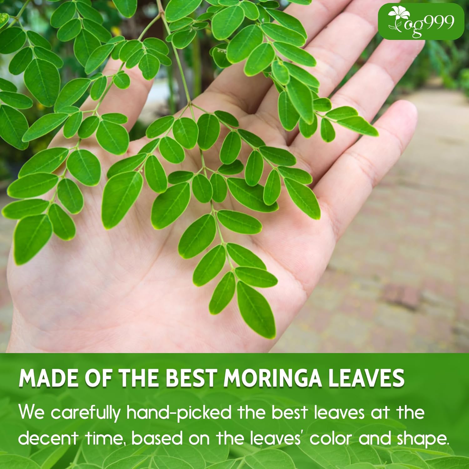 Premium 16oz Moringa Leaf Powder, 100% Natural and Pure from Moringa Leaves, No Additives, No Gluten, No Sugar, Vegan